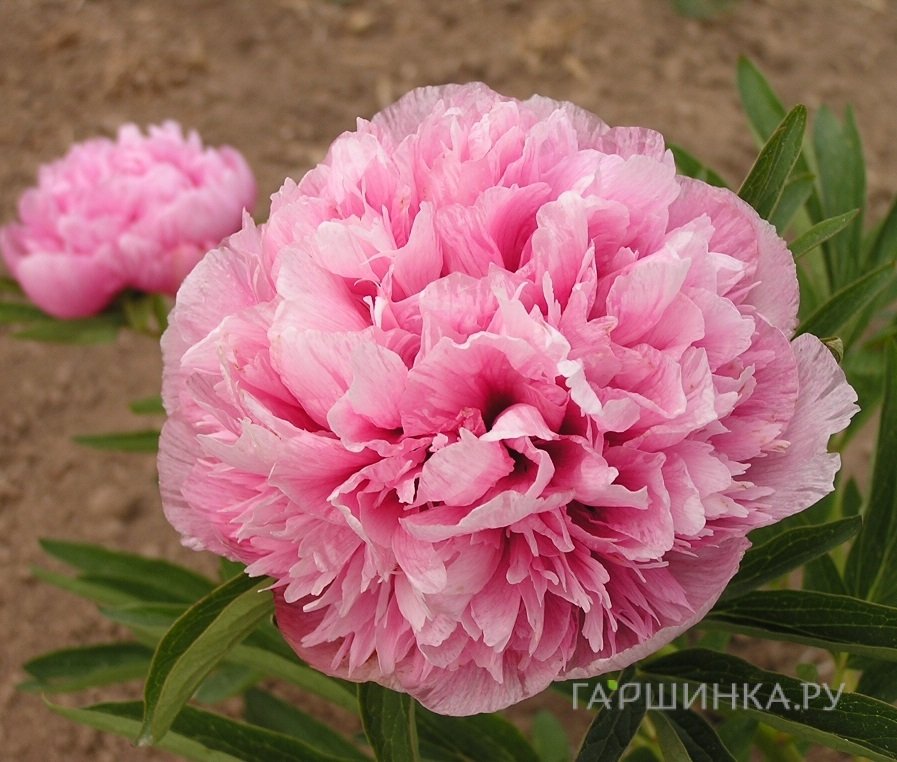 Пион лекарственный Розеа Плена