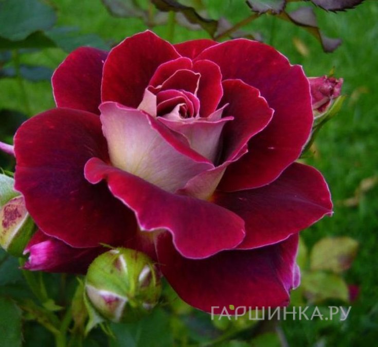 Роза Аллилуйя чайно-гибридная, Топалович