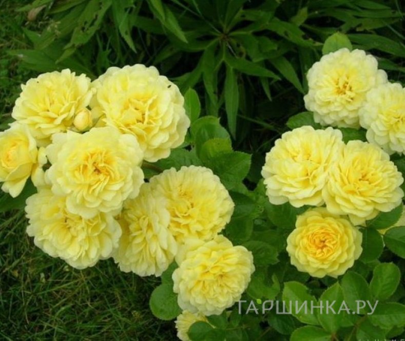 Роза Анни Дюпрей, флорибунда, Топалович