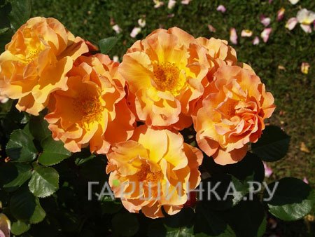 Роза Арабия кустарниковая, Тантау