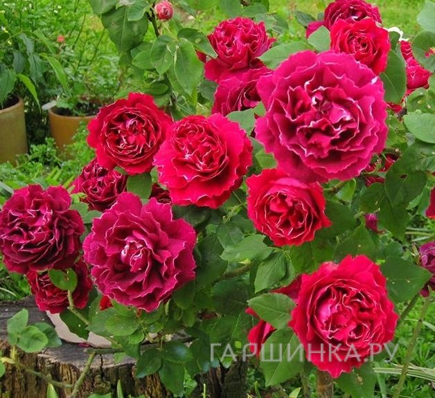 Роза Барон Жиро Де Лен, Дельбар