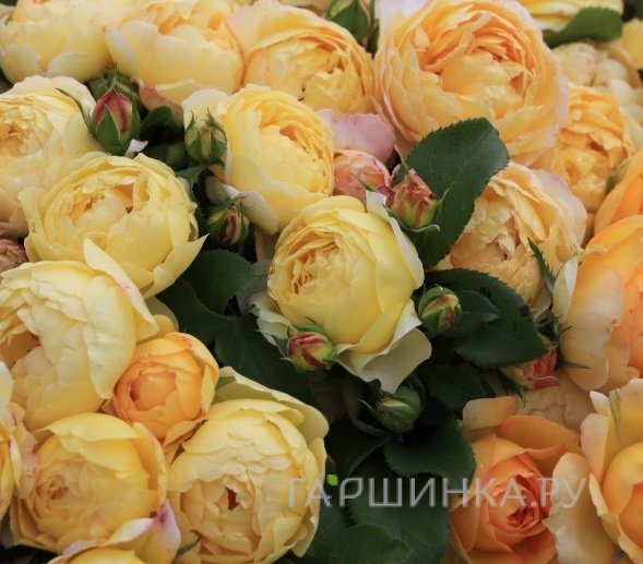 Роза Шато де Шеверни, Дельбар