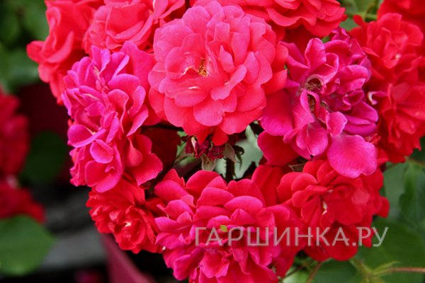 Роза Хеллоу почвопокровная, Топалович