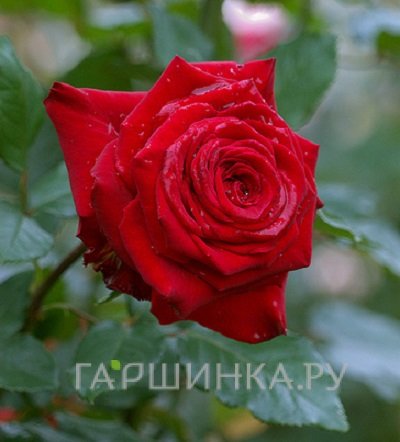 Роза Гельмут Коль чайно-гибридная, Топалович