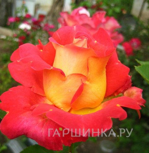 Роза Бонанза кустарниковая, Imperial Rose