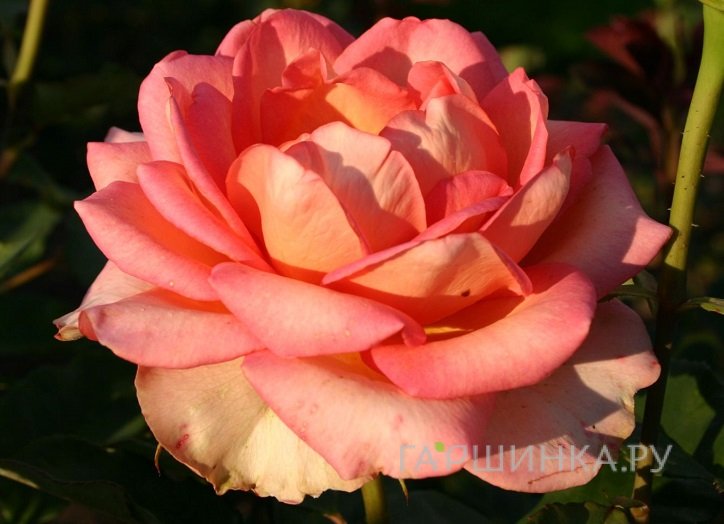 Роза Мондиаль чайно-гибридная, Топалович (лиц)