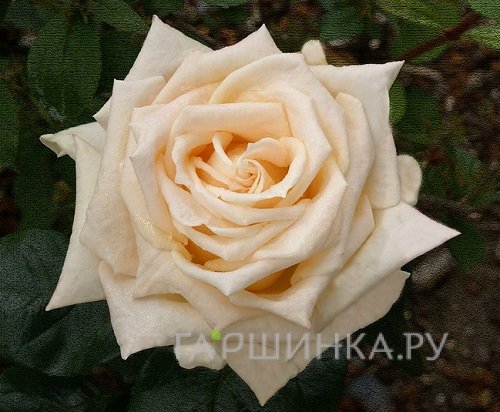 Роза Ванилла чайно-гибридная, Топалович