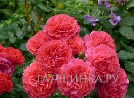 Роза Черри Герл, Кордес