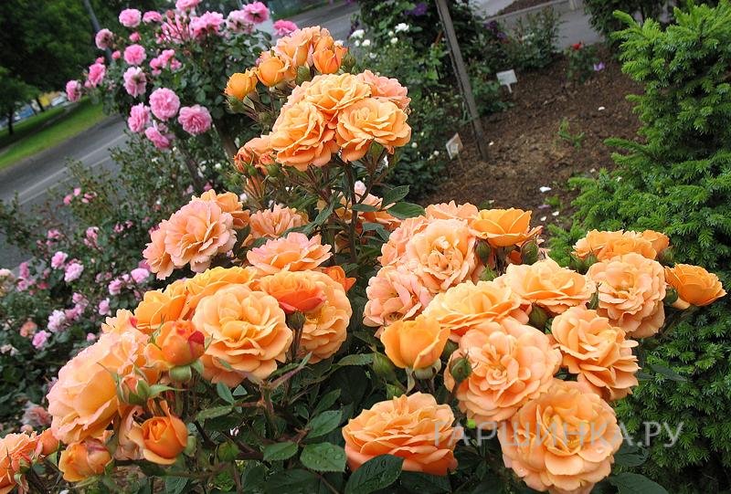 Роза Клементин миниатюрная, Тантау
