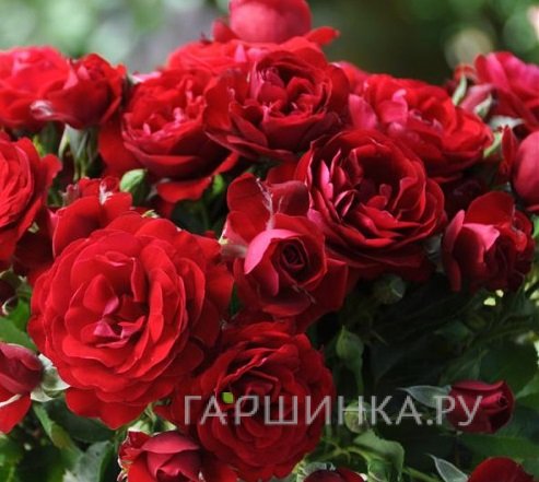 Роза Кер де Ванде, Дельбар