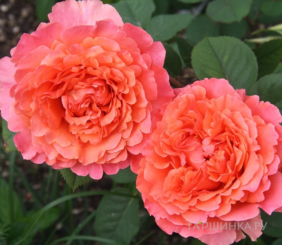 Роза Этруска чайно-гибридная, Барни (лиц)