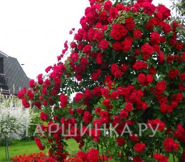 Роза Фламентанц плетистая, Кордес