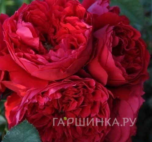 Роза Флорентина, Барни
