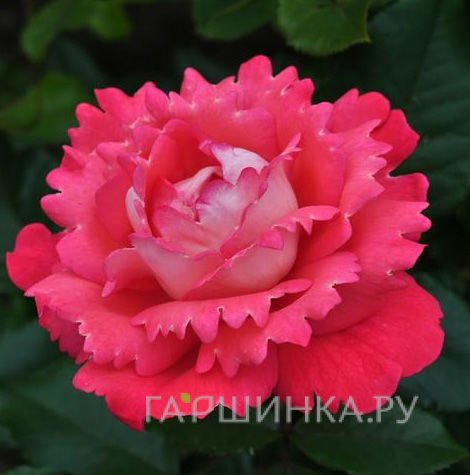 Роза Вайкики флорибунда, Топалович