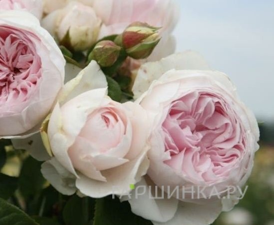 Роза Герцогиня Кристиана флорибунда, Кордес