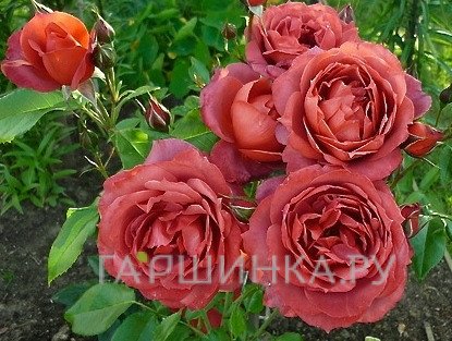 Роза Хот Кокоа, Барни