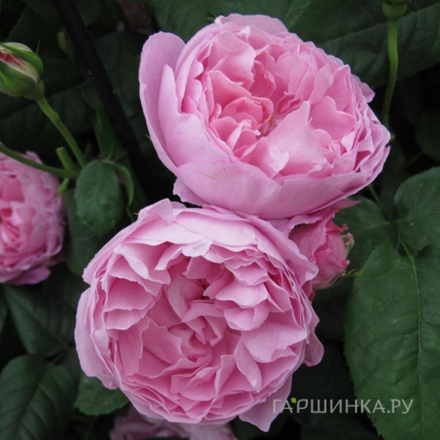Роза Мэри Роуз, Д.Остин кустарниковая