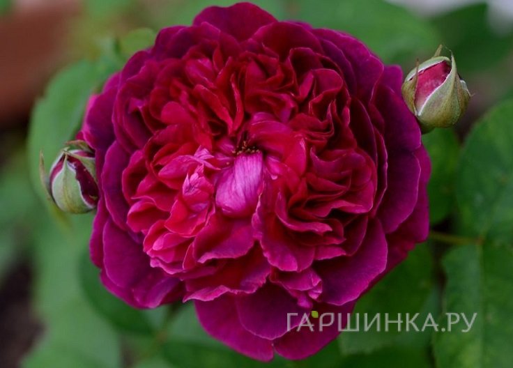 Роза Уильям Шекспир. Д.Остин кустарниковая