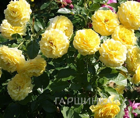 Роза Люция кустарниковая, Топалович