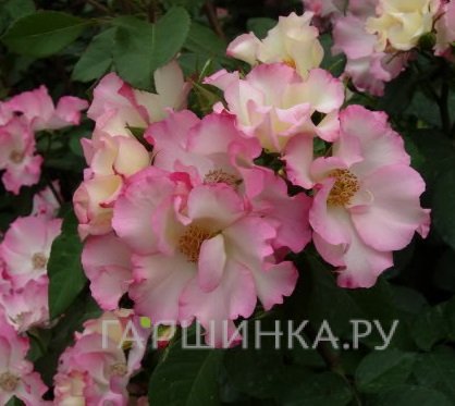 Роза Лиола флорибунда, Барни