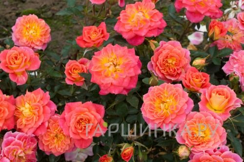 Роза Мандарин миниатюрная, Тантау