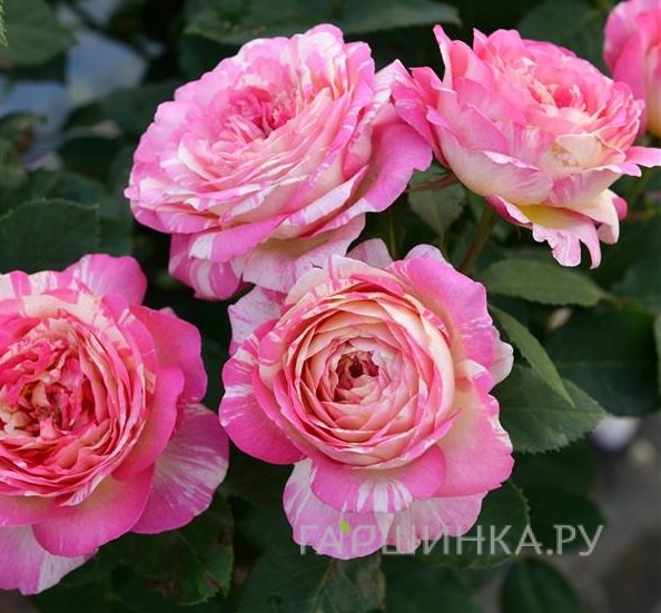 Роза Марк Шагал, Дельбар