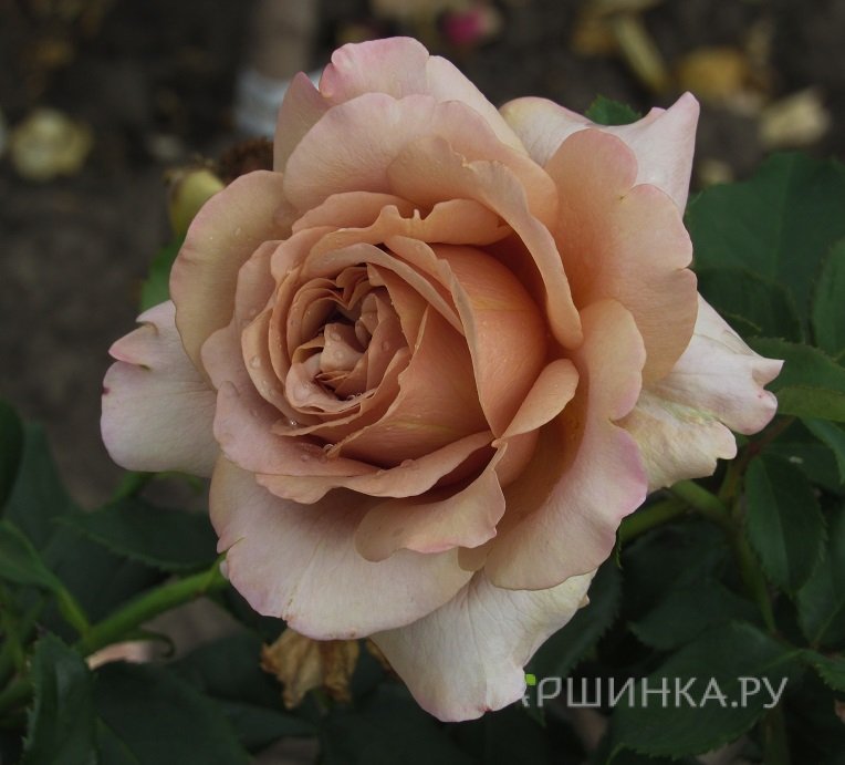 Роза Мокароза, Барни