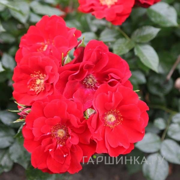 Роза Ред Флейм кустарниковая