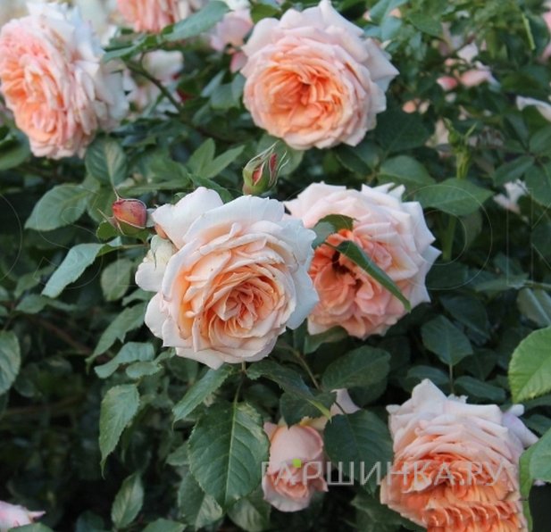 Роза Критик плетистая, Imperial Rose