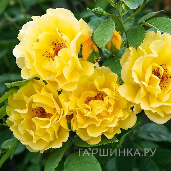 Роза Голден Гейт плетистая, Топалович