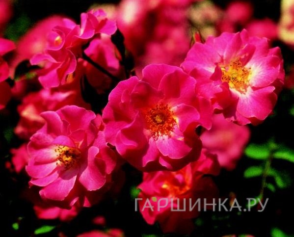Роза Фуксия Мейландекор почвопокровная, Топалович