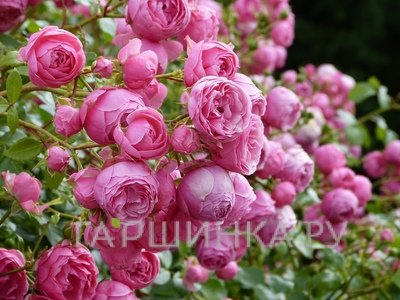 Роза Помпонелла флорибунда, Топалович