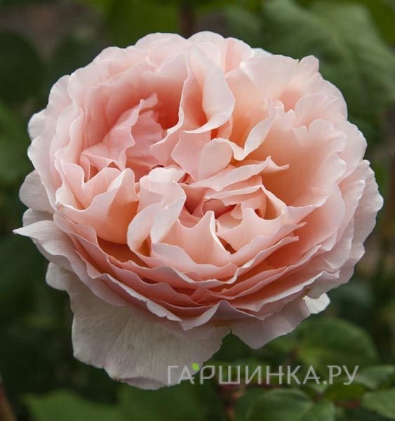 Роза Принцесс Шарлен Де Монако, Мейян