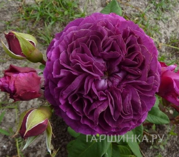 Роза Перпл Эден флорибунда, Викс