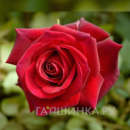 Роза Ред Берлин чайно-гибридная