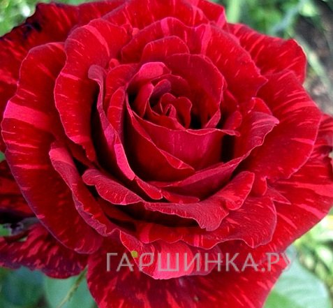 Роза Ред Интуишн, Дельбар