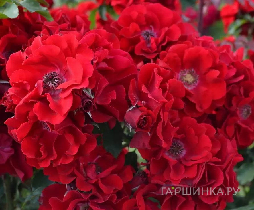 Роза Ротер Корсар, Барни