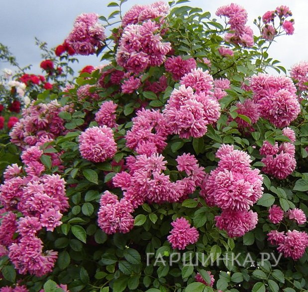 Роза Супер Дороти, Барни