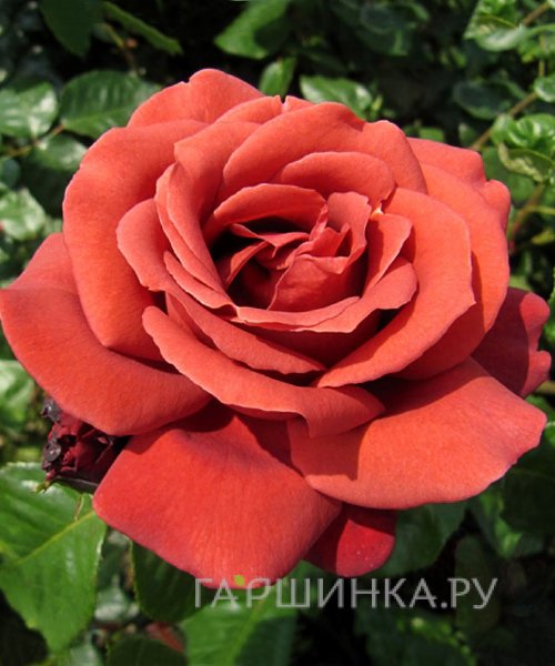 Роза Терракота, Мейян