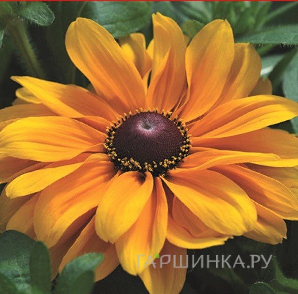 Рудбекия Тайгер Ай Голд