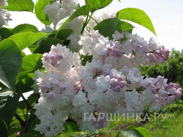 Сирень Красавица Москвы на штамбе 60 см