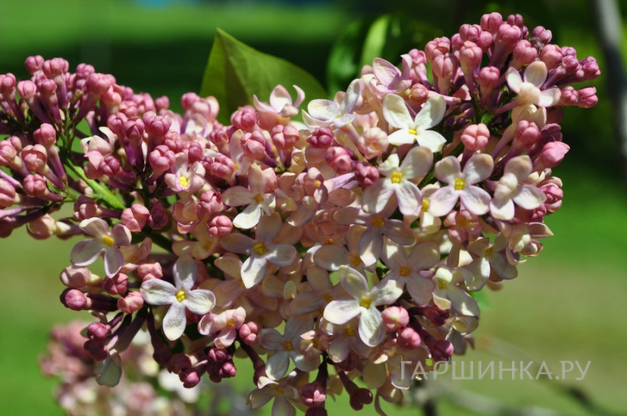 Сирень Lucie Baltet Р9
