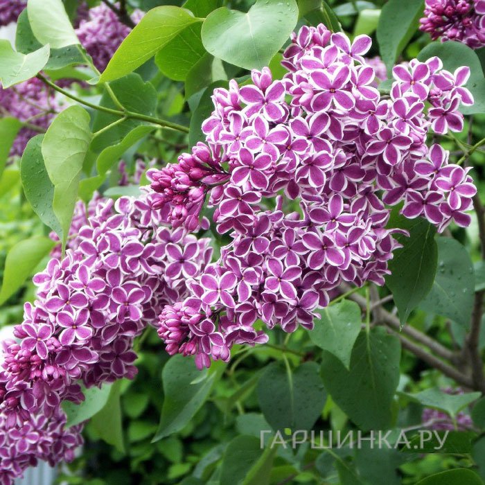 Сирень Сенсация на штамбе 80 см