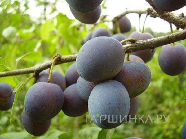 Слива Синий дар