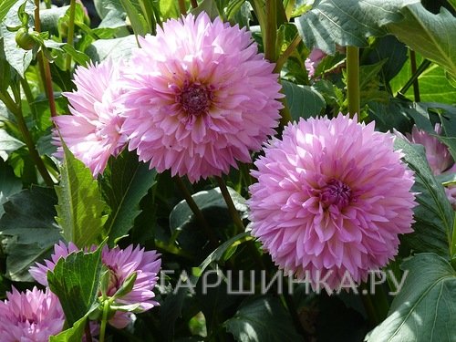 Георгина декоративная Сакура Фубуки