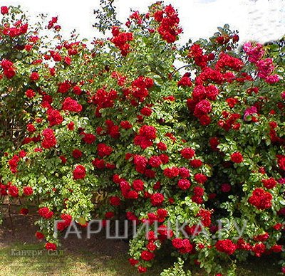 Роза Калонетта плетистая, Imperial Rose
