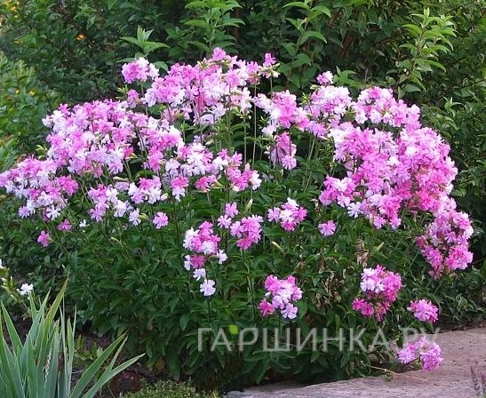 Мыльнянка лекарственная Розеа Плена