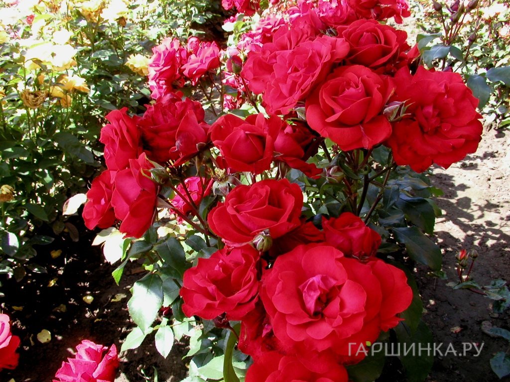 Роза Сатчмо флорибунда, Топалович