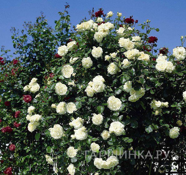 Роза Сноу Дэнс плетистая, Imperial Rose