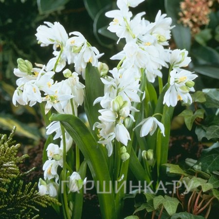 Сцилла Сиберика Альба 10 шт